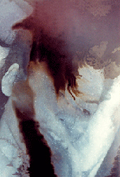 moira antonello