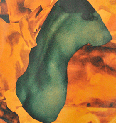 moira antonello