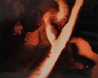 moira antonello